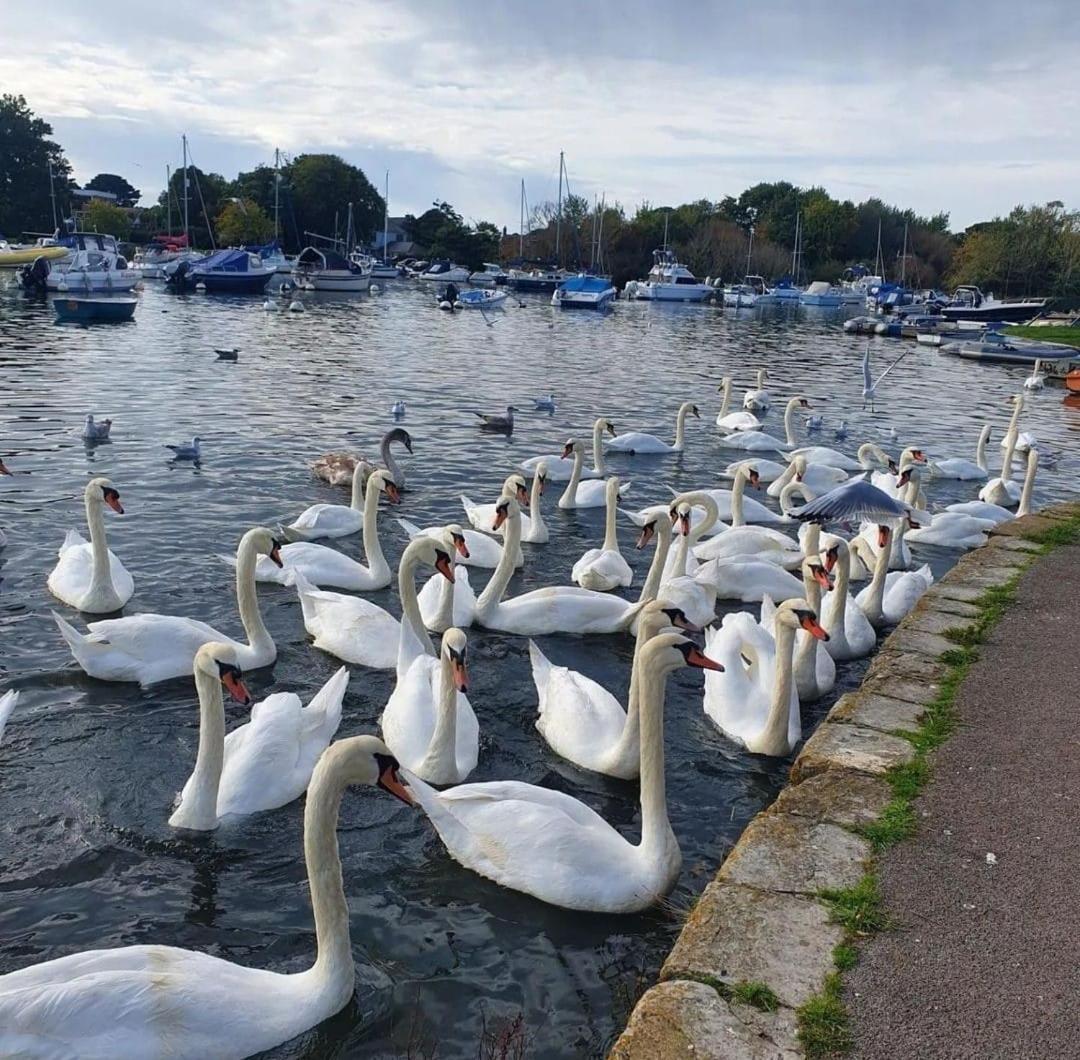 Mudeford Swans Lägenhet Christchurch  Exteriör bild